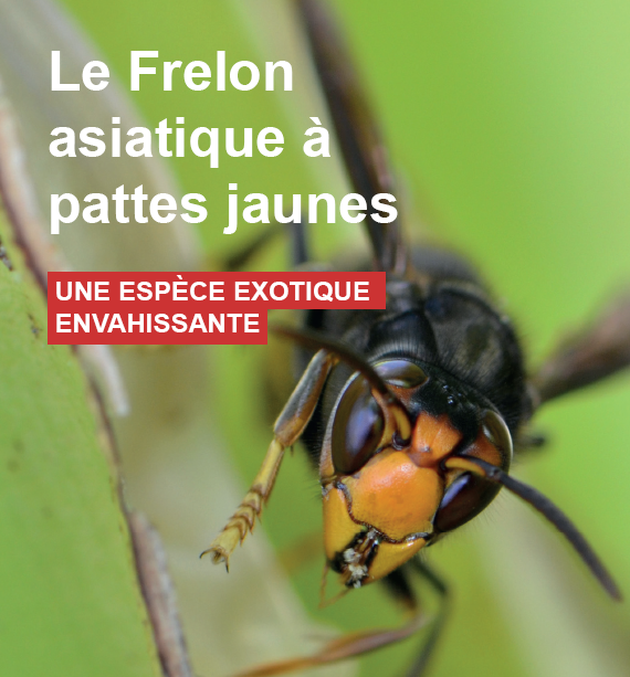 Aidez à détecter le frelon asiatique