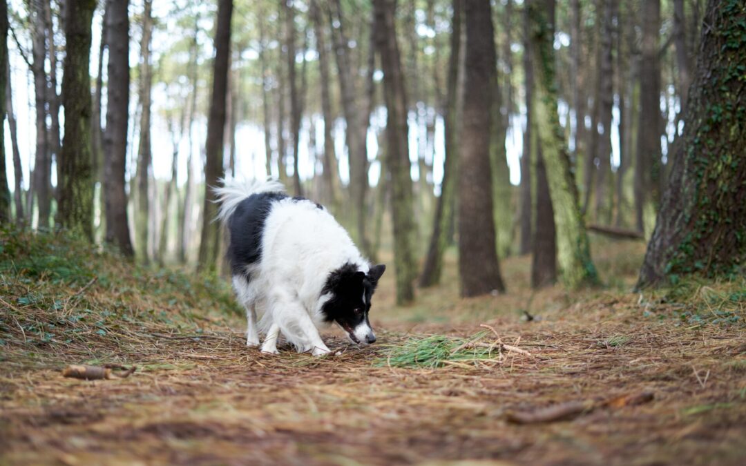Propriétaires de chiens : restons vigilants lors des promenades