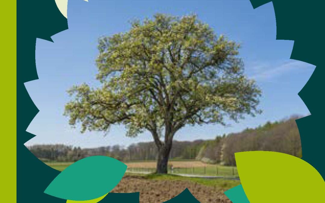Campagne “Eis Beem loosse sech weisen!”
