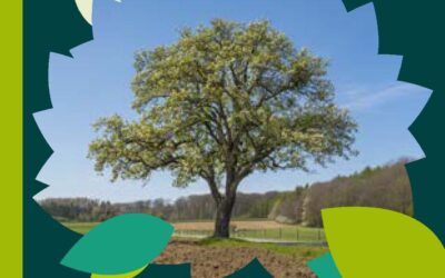 Campagne “Eis Beem loosse sech weisen!”