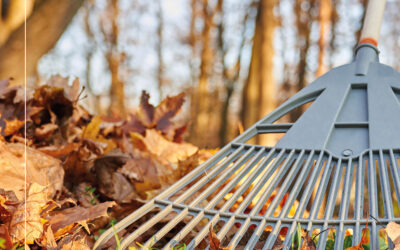 Les feuilles mortes : une ressource précieuse pour votre jardin