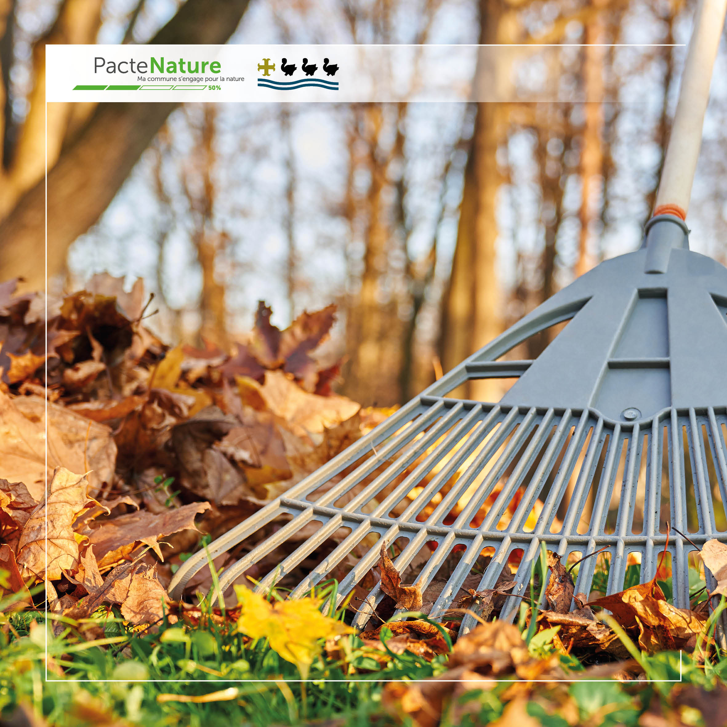 Les feuilles mortes : une ressource précieuse pour votre jardin